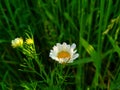 Matricaria chamomilla synonym: Matricaria recutita, commonly known as chamomile