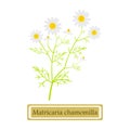 Matricaria chamomilla - vector illustration in flat style