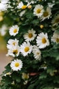 Matricaria chamomilla With white petals, yellow inflorescence and green stems. Summer garden flovers Daisy bush in outdoor Royalty Free Stock Photo