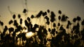 Matricaria chamomille silhouettes blooms at sunset- aromatic clusters of flowers of long stalked heads