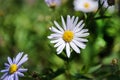 Matricaria. Daisy flower in the field on a bright sunny day