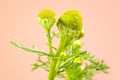 Matricaria discoidea, or pineappleweed, or wild chamomile, or di Royalty Free Stock Photo