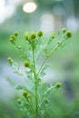 Matricaria discoidea, Wild Chamomile, Pineappleweed Royalty Free Stock Photo