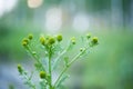 Matricaria discoidea, Wild Chamomile, Pineappleweed Royalty Free Stock Photo