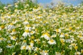 Matricaria recutita Matricaria chamomilla flowers