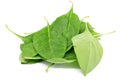 Matrimony vine leaf Royalty Free Stock Photo