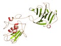 Matrix metalloproteinase 12 MMP-12, macrophage elastase enzyme. MMPs are proteases involved in the breakdown of extracellular.