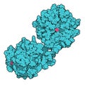 Matrix metalloproteinase 12 MMP-12, macrophage elastase enzyme. MMPs are proteases involved in the breakdown of extracellular. Royalty Free Stock Photo