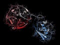 Matrix metalloproteinase 12 MMP-12, macrophage elastase enzyme. MMPs are proteases involved in the breakdown of extracellular.