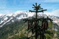 Matschacher Gupf - A close up view on the cones of mountain spruce. High snow-capped mountain chains in the back