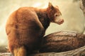 Matschie's tree-kangaroo