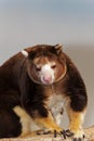 Matschie`s Tree Kangaroo, dendrolagus matschiei, Adult Royalty Free Stock Photo