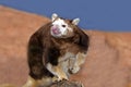 Matschie`s Tree Kangaroo, dendrolagus matschiei, Adult Royalty Free Stock Photo