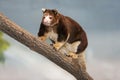 Matschie`s Tree Kangaroo, dendrolagus matschiei, Adult standing on Branch Royalty Free Stock Photo