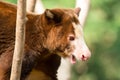 Matschie`s Tree-kangaroo - Dendrolagus matschiei Royalty Free Stock Photo