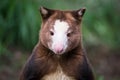 Matschie`s tree-kangaroo Portrait