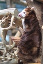 Matschie tree-kangaroo Royalty Free Stock Photo