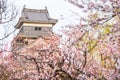 Matsumoto castle with cherry blossom Royalty Free Stock Photo