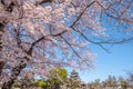 Matsumoto Castle During Cherry Blossom