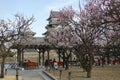 MATSUMOTO, JAPAN- MARCH 26, 2019: Sakura blooming trees in front of Matsumoto Castle Matsumoto-jo in Matsumoto City