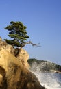 Matsushima Royalty Free Stock Photo