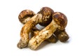 Matsutake mushroom Royalty Free Stock Photo