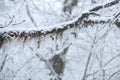 The matsutake that turns into rime after being covered by heavy snow