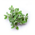 Matte Photo Of Sage Leaf On White Background With Goa-inspired Motifs
