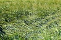 A matted field of green grain after a storm