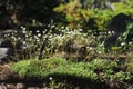 Matted Saxifrage (Saxifraga bronchialis) in bloom along a mountain trail in Colorado. Royalty Free Stock Photo