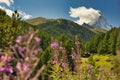 Matterhorn mountain near Zermatt city with flowers abd trees in the foreground. Canton of Valais Royalty Free Stock Photo