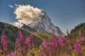 Matterhorn mountain near Zermatt city with flowers abd trees in the foreground. Canton of Valais