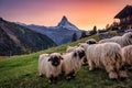Matterhorn mountain with Valais blacknose sheep on hill in rural scene during the sunset at Switzerland