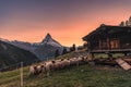 Matterhorn mountain with Valais blacknose sheep on hill in rural scene during the sunset at Switzerland Royalty Free Stock Photo