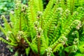 Matteuccia struthiopteris common names ostrich fern, fiddlehead fern or shuttlecock fern Royalty Free Stock Photo