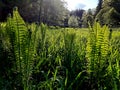 fern up to 120 cm high with large sword shaped leaves arranged in a funnel shaped rosette. upright fans of fresh green leaves.