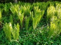 Fern up to 120 cm high with large sword shaped leaves arranged in a funnel shaped rosette. upright fans of fresh green leaves.