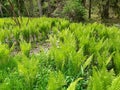 Fern up to 120 cm high with large sword shaped leaves arranged in a funnel shaped rosette. upright fans of fresh green leaves. Royalty Free Stock Photo