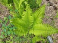 Fern up to 120 cm high with large sword shaped leaves arranged in a funnel shaped rosette. upright fans of fresh green leaves. Royalty Free Stock Photo