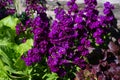 matthiola flower purple natural bloom dreen summer