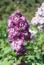 Matthiola Incana