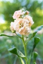 Matthiola incana, or commonly called Stock. Beautiful blush peachy colored double stock flowers.