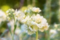 Matthiola incana, or commonly called Stock. Beautiful pastel creamy yellow double stock flowers, known to be highly scented.