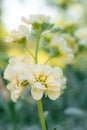 Matthiola incana, or commonly called Stock. Beautiful pastel creamy yellow double stock flowers.