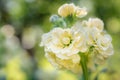 Matthiola incana, or commonly called Stock. Beautiful pastel creamy yellow double stock flowers.