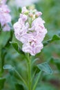 Matthiola incana, or commonly called Stock. Beautiful pastel pink double stock flowers.