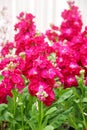 Matthiola incana flower, stock flowers, cut flowers in nursery, full bloom