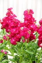 Matthiola incana flower, stock flowers, cut flowers in nursery