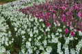 Matthiola incana flowers - Tarma