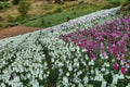 Matthiola incana flowers - Tarma